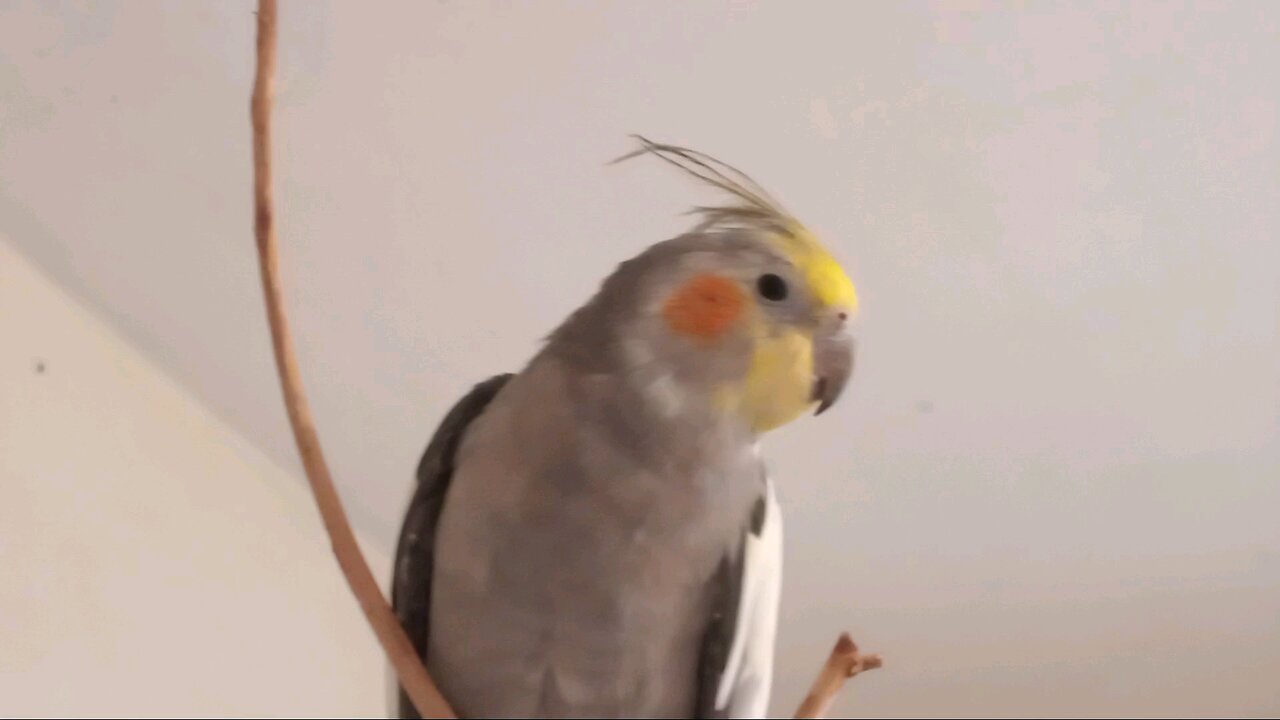 Our Adorable Cockatiel