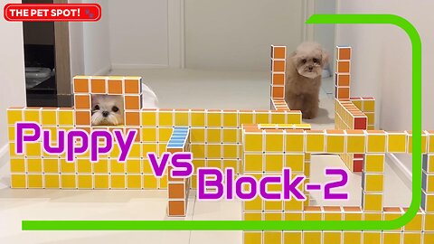 Puppy vs Block-2 - You Won't Believe What Happens Next!🐶💥