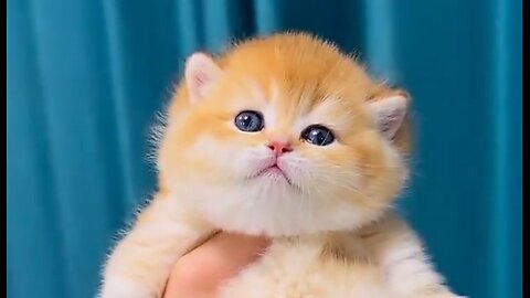 Cute baby kitten ♥️ 🥰