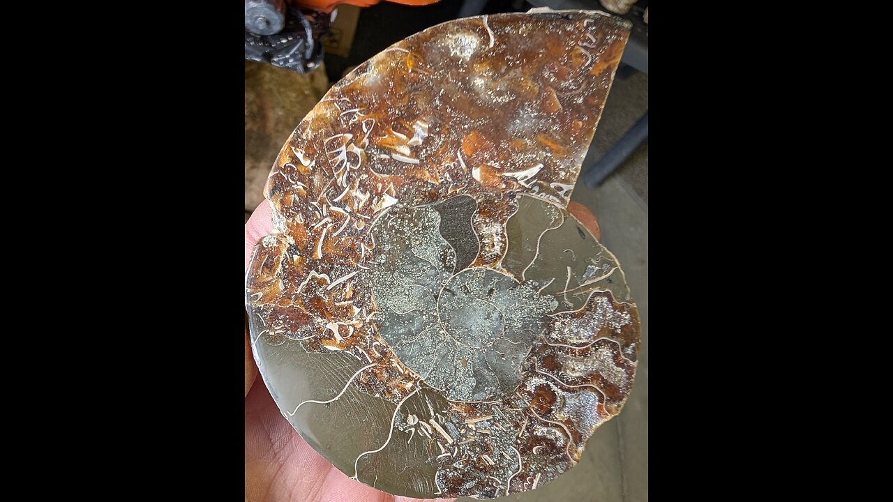 Ammonite fossil!