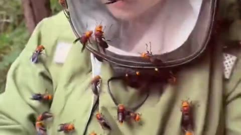 The largest wasp in the world, lives in East Asia