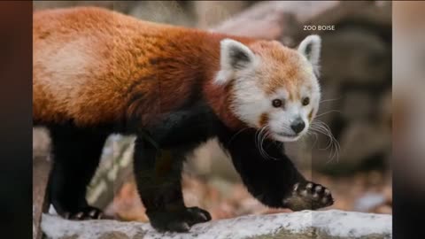 Zoo Boise mourns the loss of 'beloved' 14-year-old red panda
