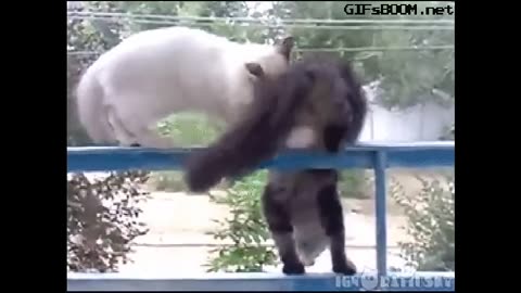 Funny Cats Clips in 30 Seconds