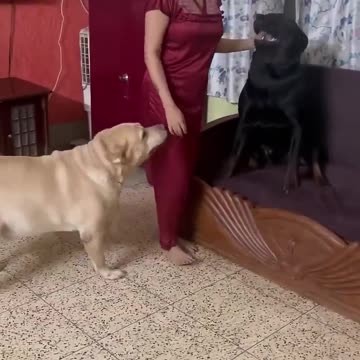 Nice Girl with Pet Dogs in House