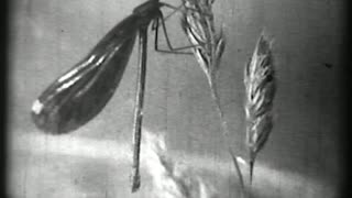 Water Insects: Pond Life 1935