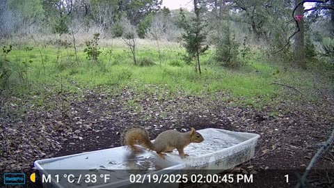 Squirrel Finds Water