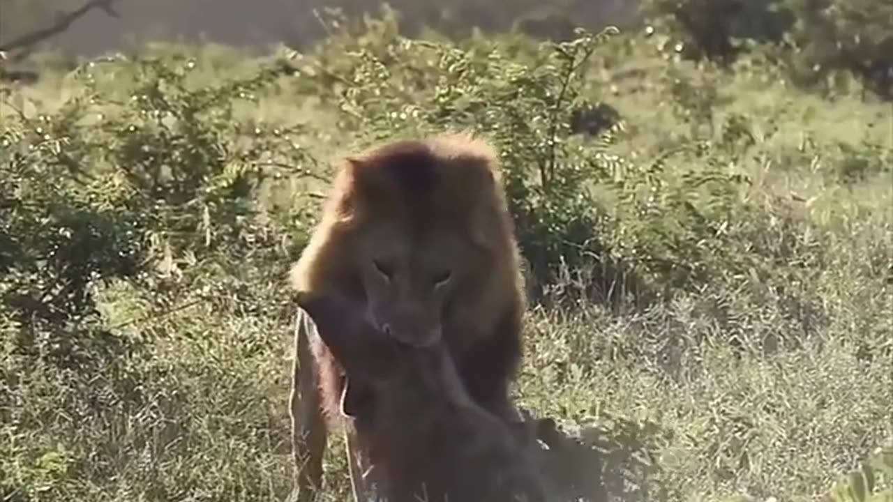 gorilla vs lion real fight 😱