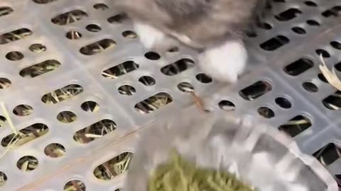 Rabbit did not like the Food