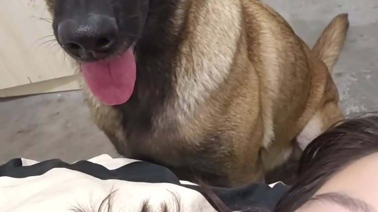 How to not feed your dog