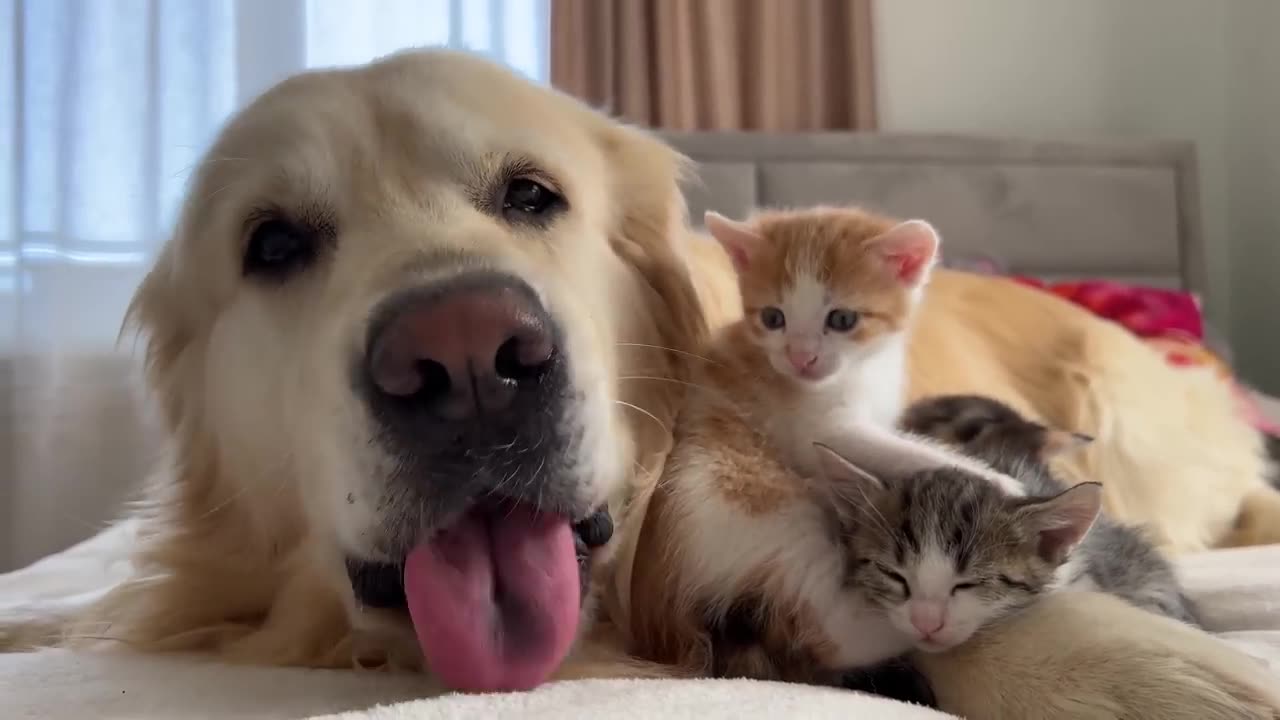 Cute Tiny Kittens and Golden Retriever