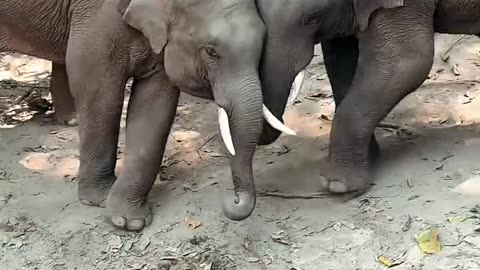 These elephants having fun time