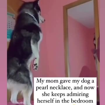 Dog Loves Pearl Necklace Mom Gave Her