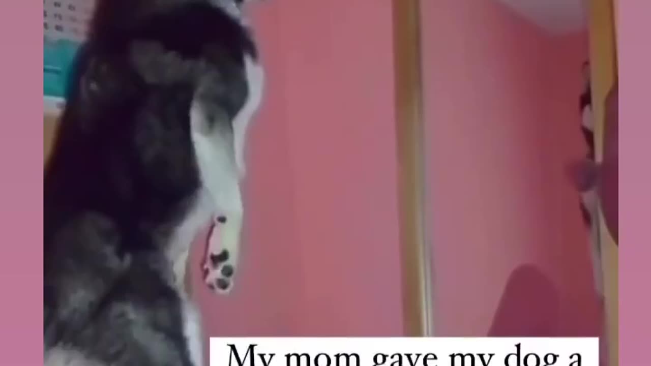 Dog Loves Pearl Necklace Mom Gave Her