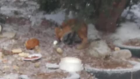 [4K] Wow! #1 Fox at Back Yard.