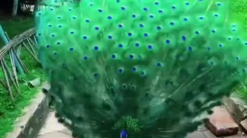 Peacock showing off.. 👌