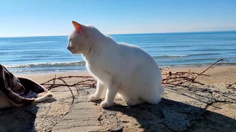 Perfect sunny day on the beach with