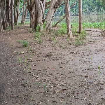 28.12.2024 Sulphur-crested Cockatoos