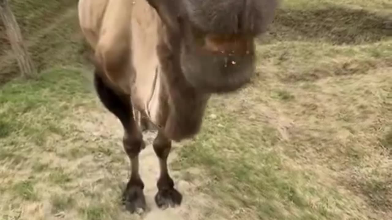 Why the hell do i keep forgetting that camels can eat cactus😭