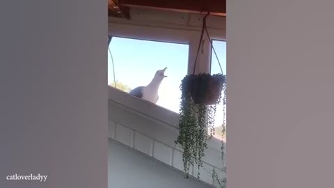 Funniest ANIMALS Videos 2024 That Will Make You Burst Into Laughter🤣