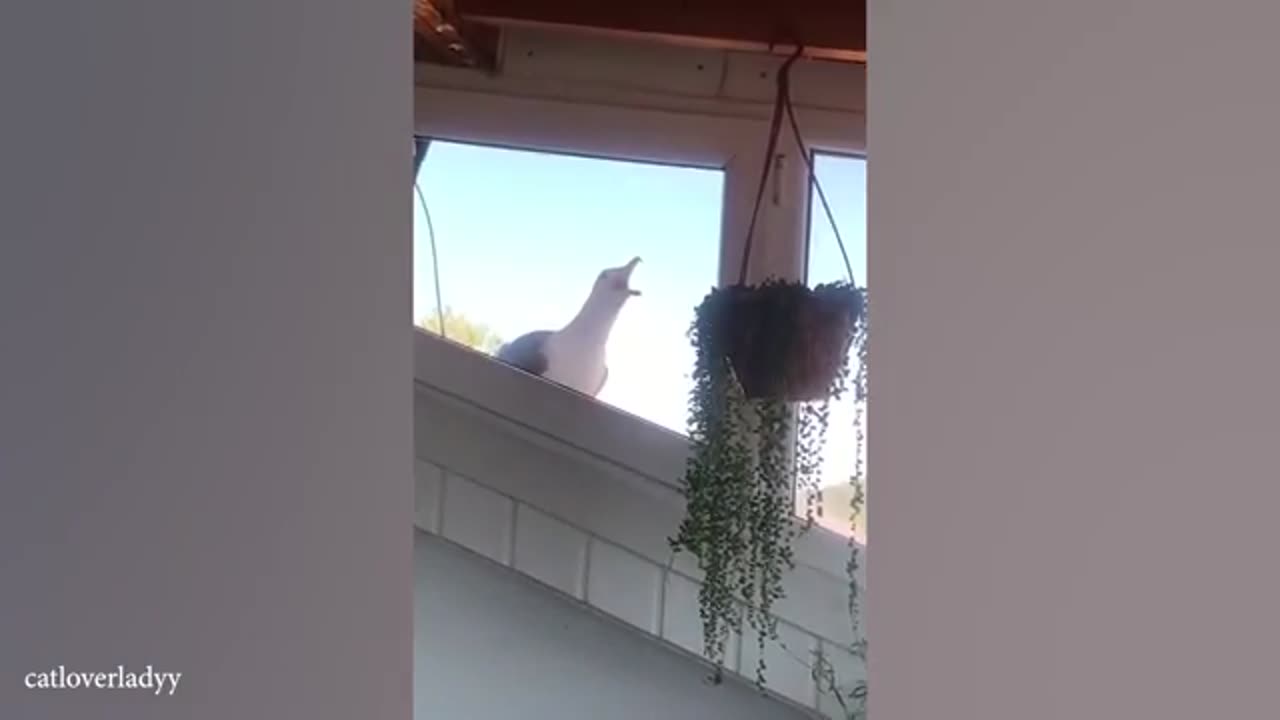 Funniest ANIMALS Videos 2024 That Will Make You Burst Into Laughterš¤£