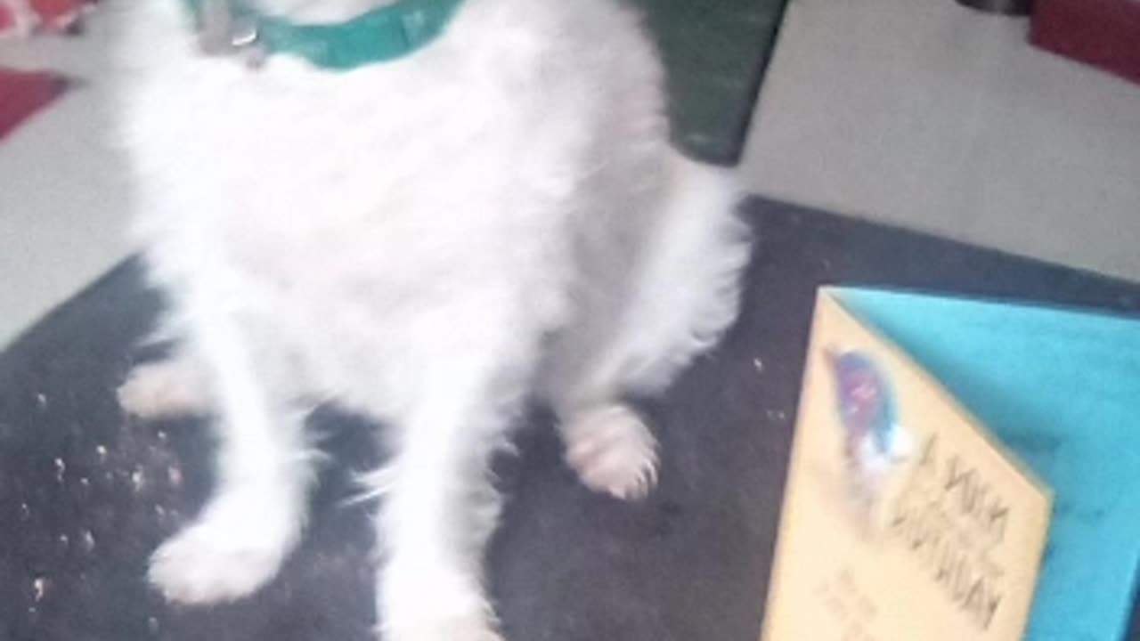 Dog