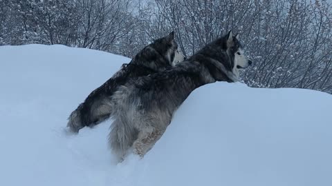 2025 Cold Front - Malamute Paradise!