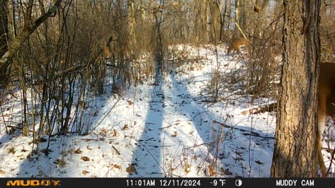 Deer Strolling