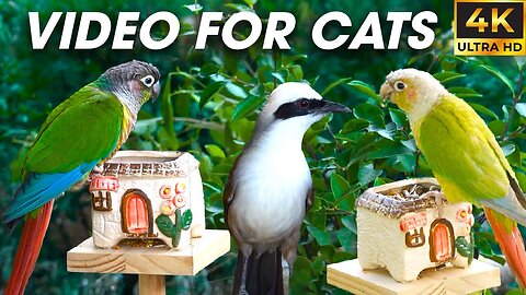 Birds & Squirrels Explore the Forest in Harmony - Bird and Squirrel For Cats To Watch