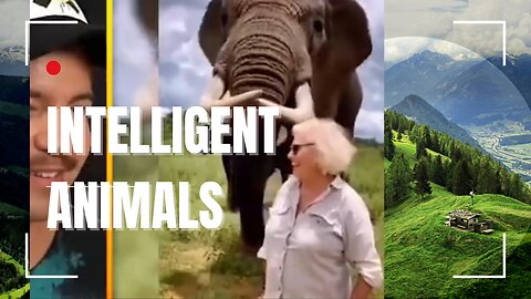 TOP INTELLIGENT ANIMALS