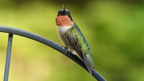 Male Ruby-throated Hummingbird Doing his Thing #hummingbird