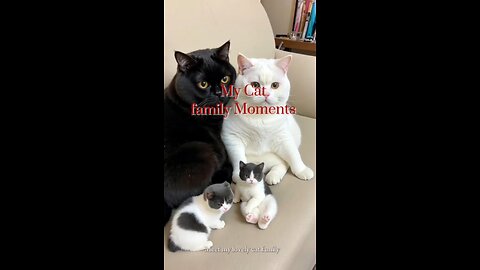 Adorable cat family #kitty #cat