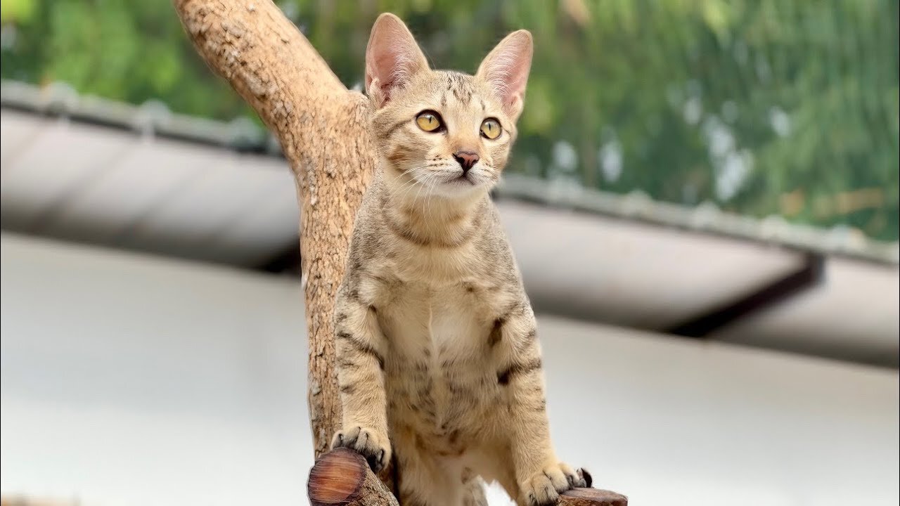 Cute Face And Look So Strong - Adorable Kitten Simbar Rescues From The Street 3 Months Ago