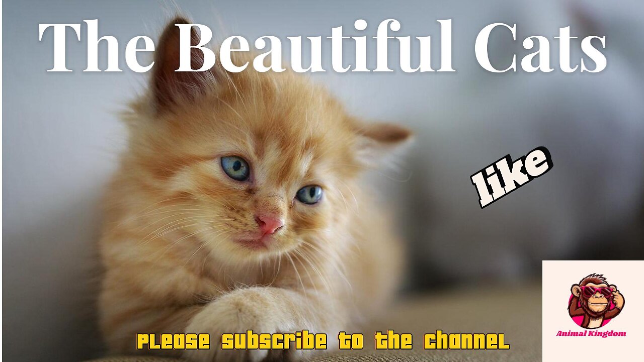 Adorable Cats: A Compilation of Beautiful Kittens