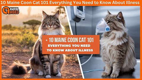 10 Maine Coon Cat 101 Everything You Need to Know About Illness 🐾 Animal Vised