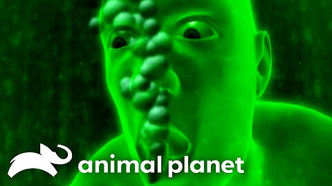 Countdown to The Oddest Animal Couples | The Most Extreme | Animal Planet