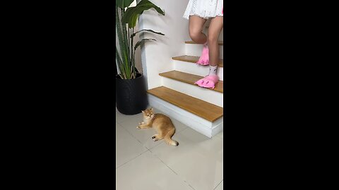 😺cat funny videos 😺🐈