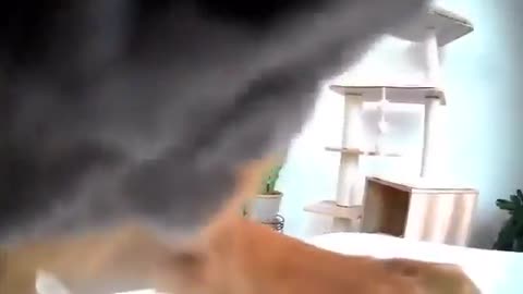 Dog moves camera so he can secretly eat food on the table..Wait for the cat’s reaction..