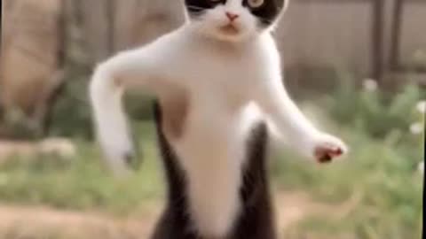 A cat enjoying a carefree dance