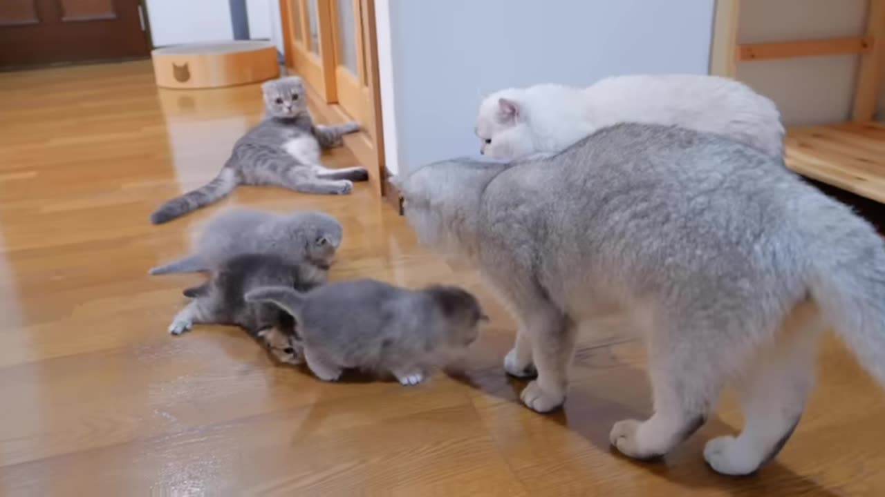 The kitten that came up to the daddy cat to play with him was so cute