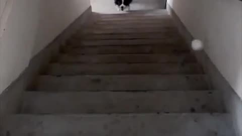 Dog having his own fun.. 😊