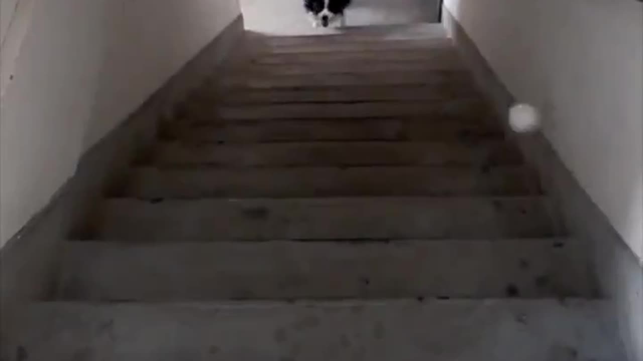Dog having his own fun.. 😊