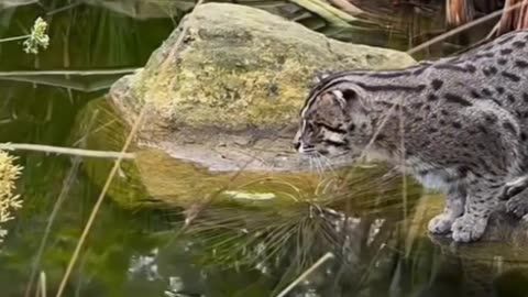 El Gato Pescador, el Felino que Desafía el Agua