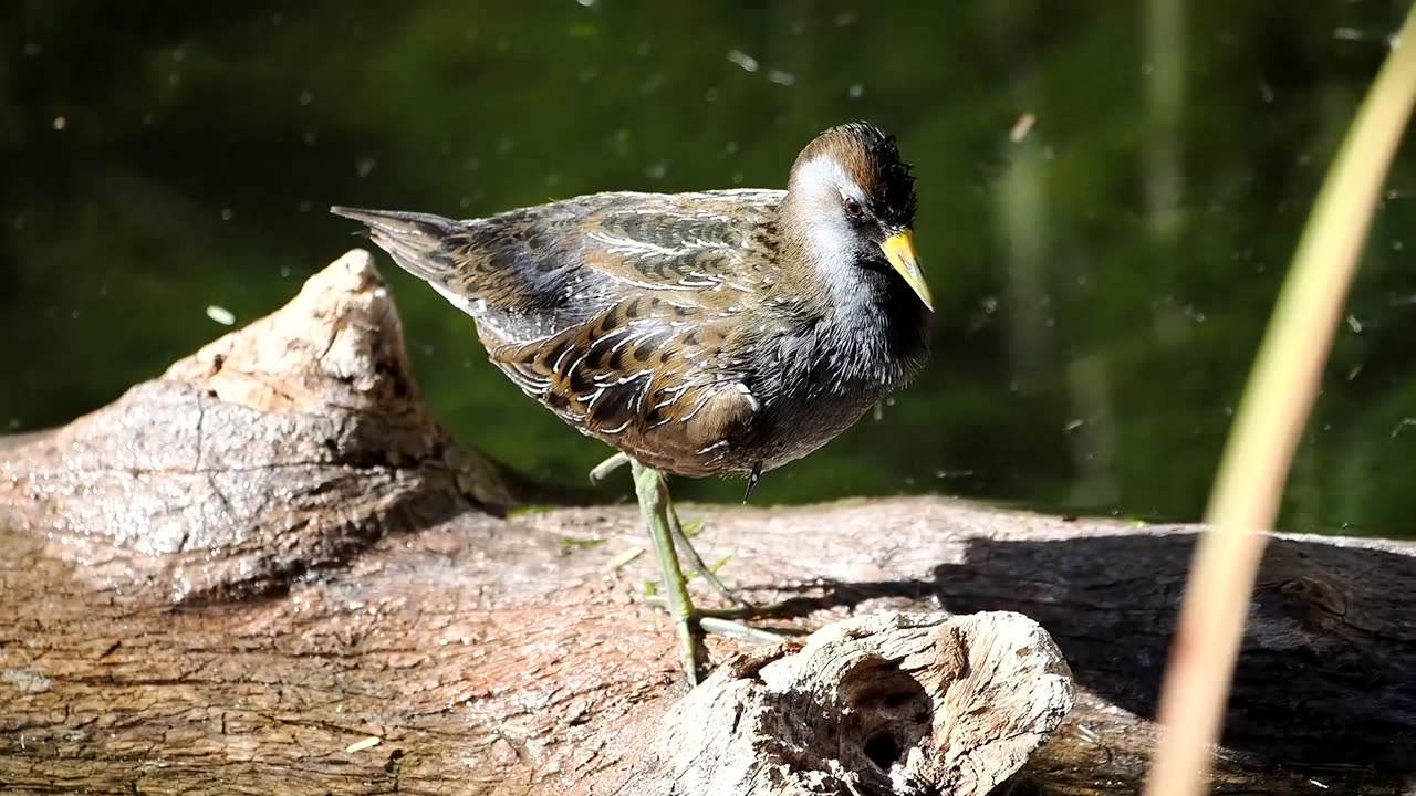 Sora Ignores Hikers