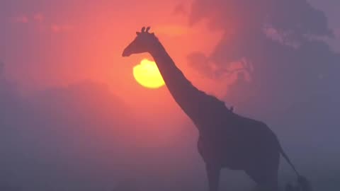 Giraffe in a foggy sunrise 🦒