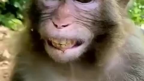 Funny Monkey