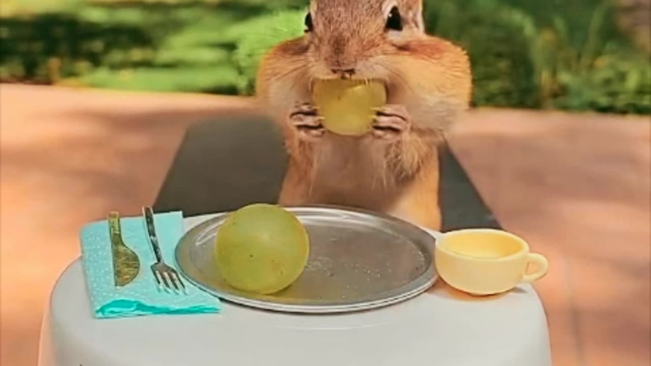 Funny animal natural beauty funny birds