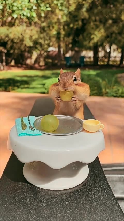 Funny animal natural beauty funny birds