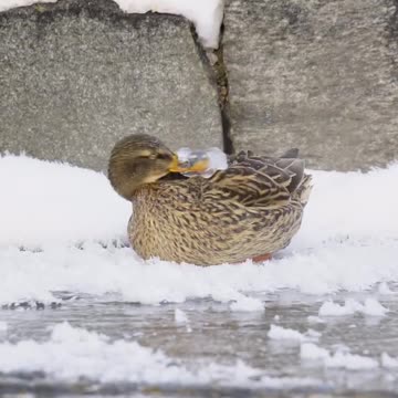 “Surviving the Chill: A Duck’s Life in -20°C” 😱 #Spire Nation”