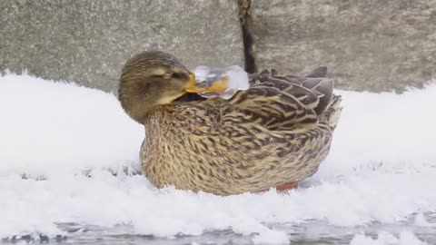 “Surviving the Chill: A Duck’s Life in -20°C” 😱 #Spire Nation”