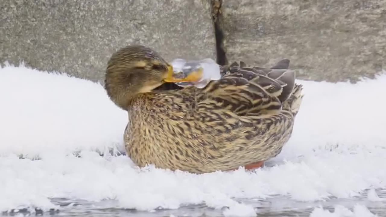 “Surviving the Chill: A Duck’s Life in -20°C” 😱 #Spire Nation”